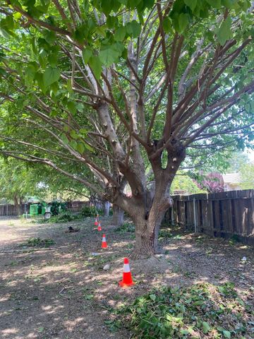 Large tree in a backyard with orange traffic cones marking the ground near a fence.