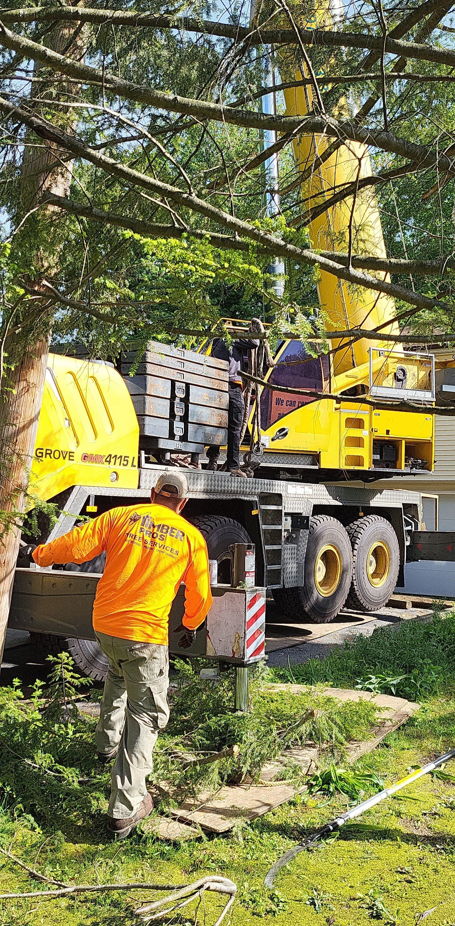 tree removal - tree pruning - crane services - lot clearing - hazardous tree removal  - timber pros - near me - Central MA