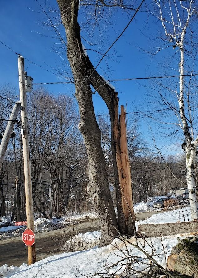 Hazardous tree removal near me 