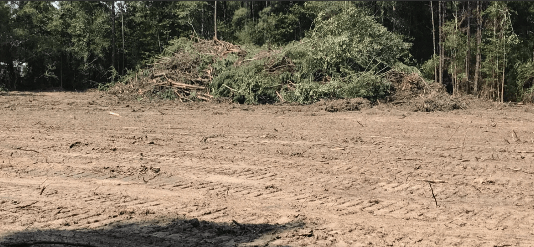 tree removal - tree pruning - crane services - lot clearing - hazardous tree removal 