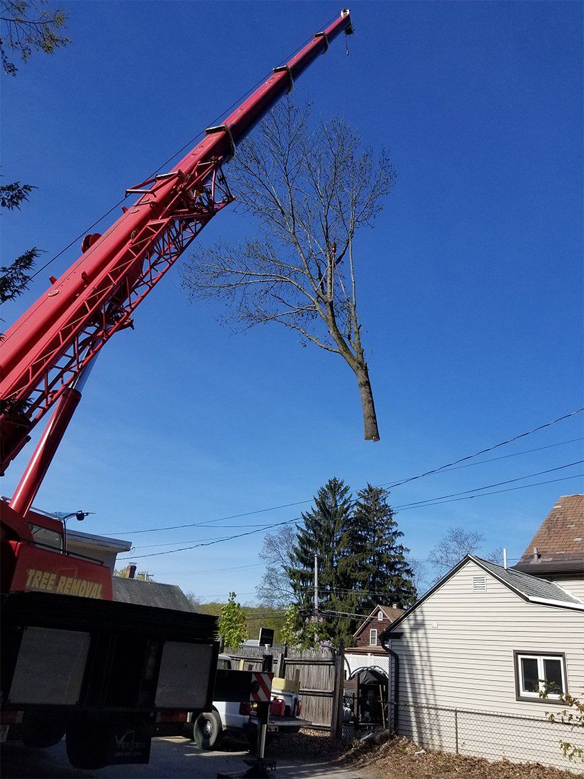 tree removal - tree pruning - crane services - lot clearing - hazardous tree removal 