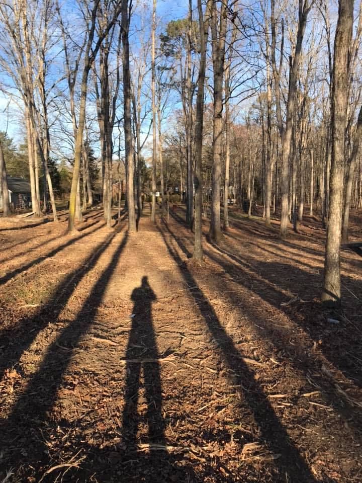 A person's shadow stretches long across a leaf-covered path in a bare winter forest with tall, slender trees.