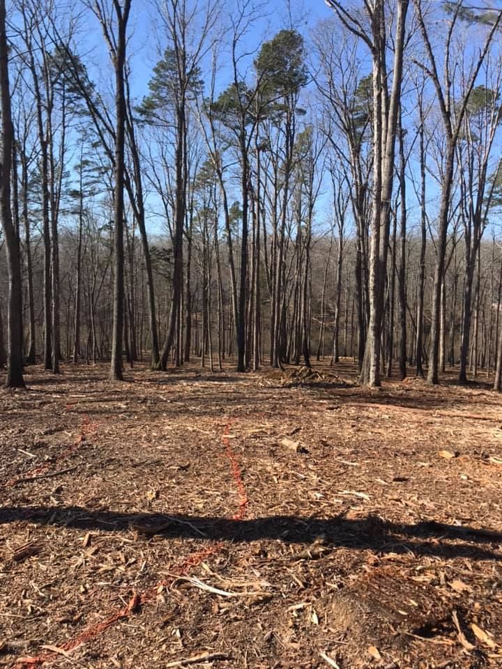 A clearing in a wooded area with bare trees under a bright blue sky, showing a thin orange line marked on the ground.