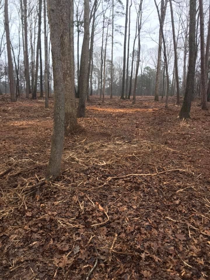 A patch of forest floor covered in brown fallen leaves and scattered twigs, with tall, leafless trees in the background.