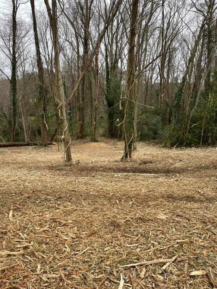 A wooded area cleared of underbrush, with a thick layer of wood chips covering the ground and tall, bare trees in the back.