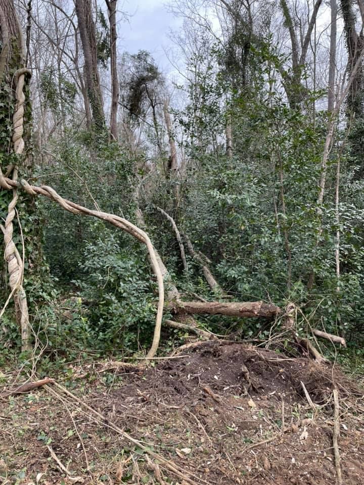 A dense, wooded forest scene with tangled vines, dark soil, and evergreen foliage under a cloudy sky.