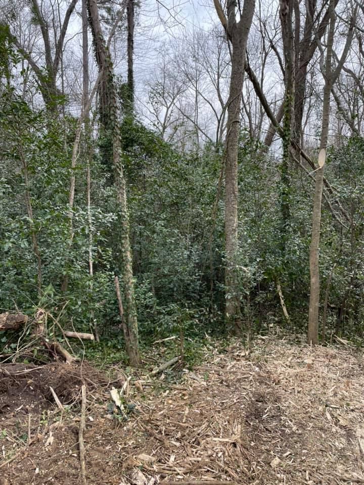 A wooded area showing cleared ground in the foreground and a dense, dark green thicket of holly trees in the background.