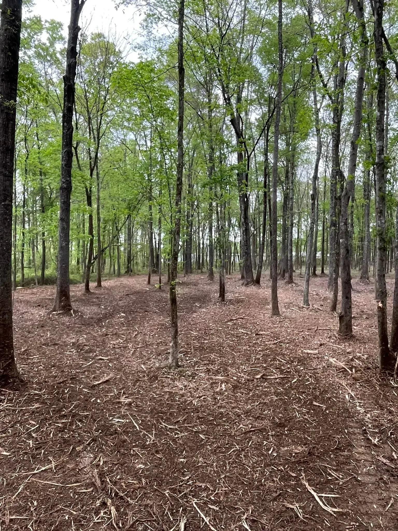 A sunlit forest with tall, slender trees and a ground covered in layers of fallen brown leaves.