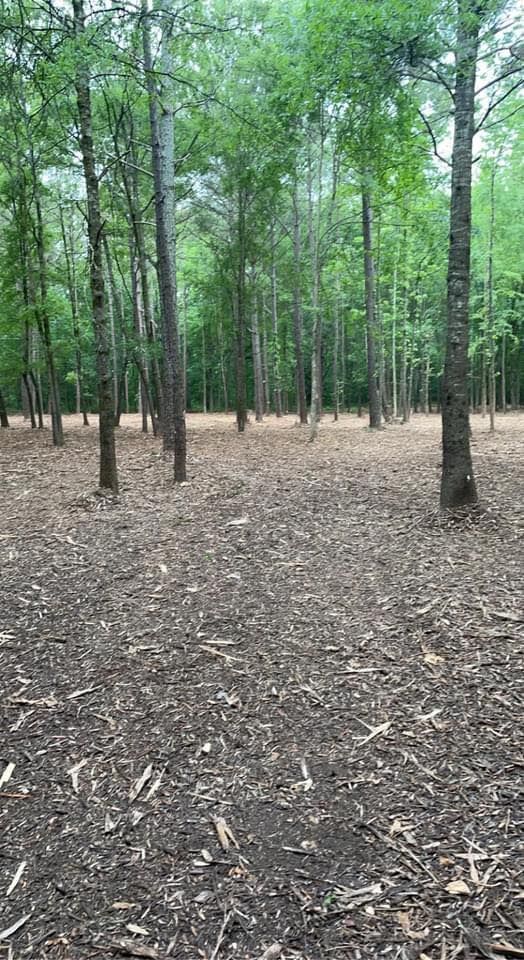 A quiet, wooded area with many tall trees and a ground covered in brown leaves and wood chips.