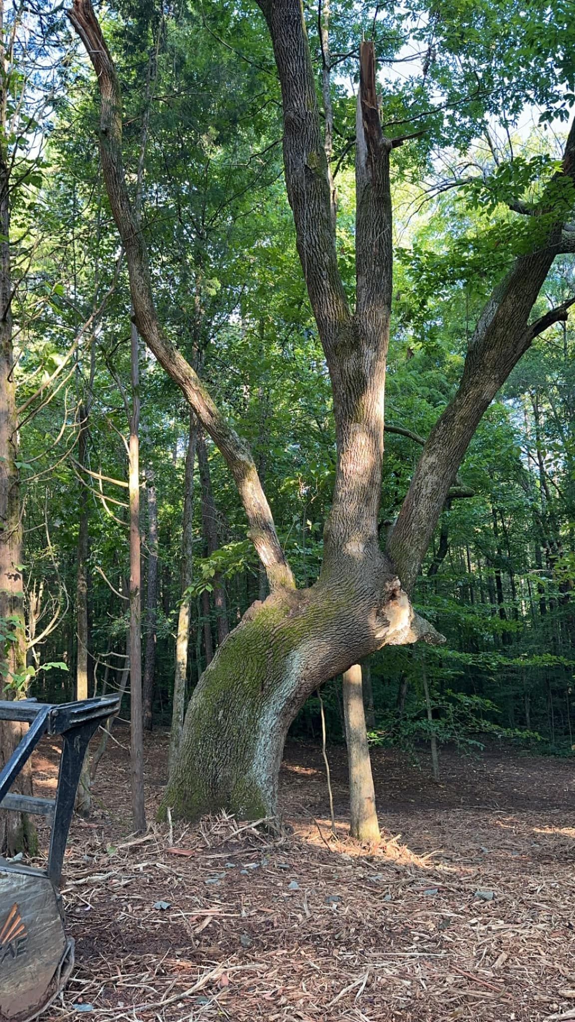 A large tree with a distinctive, curved, moss-covered trunk splits into several vertical branches in a wooded area.
