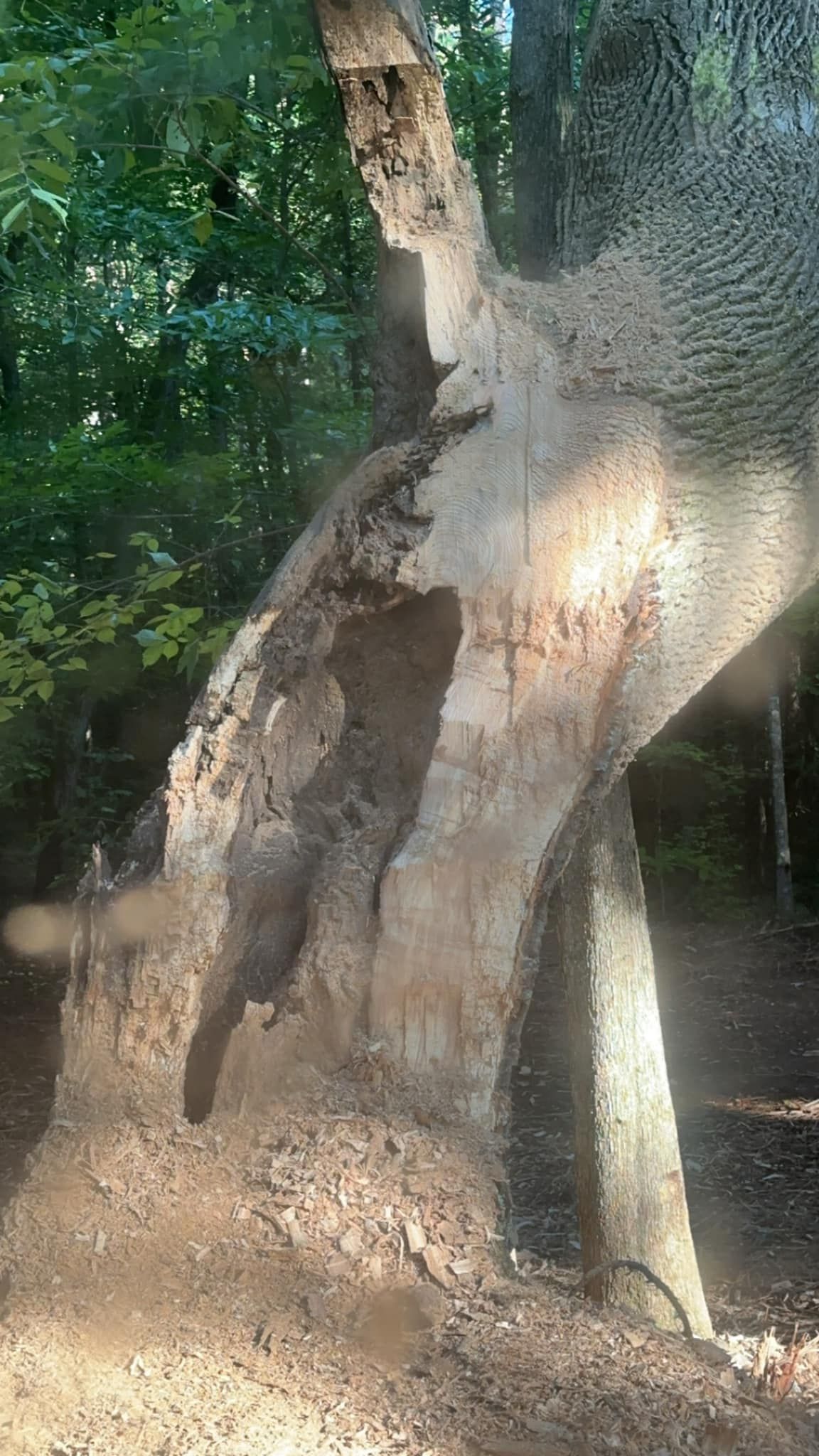 A large tree trunk with a deep, dark hollow or open cavity in its side, surrounded by a forest setting.