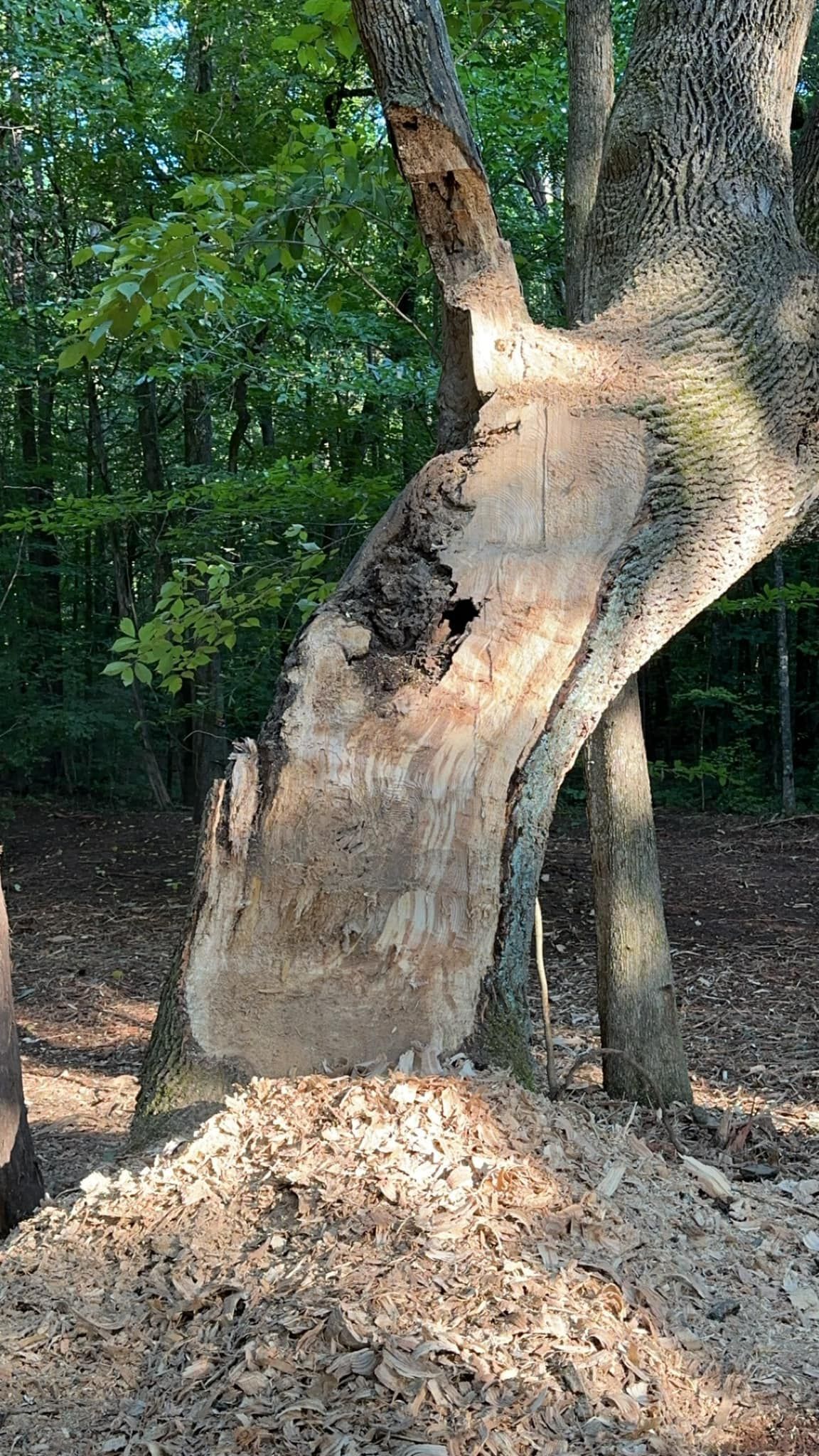 A tree trunk with a large vertical section of bark stripped away, revealing light-colored wood and wood shavings below.