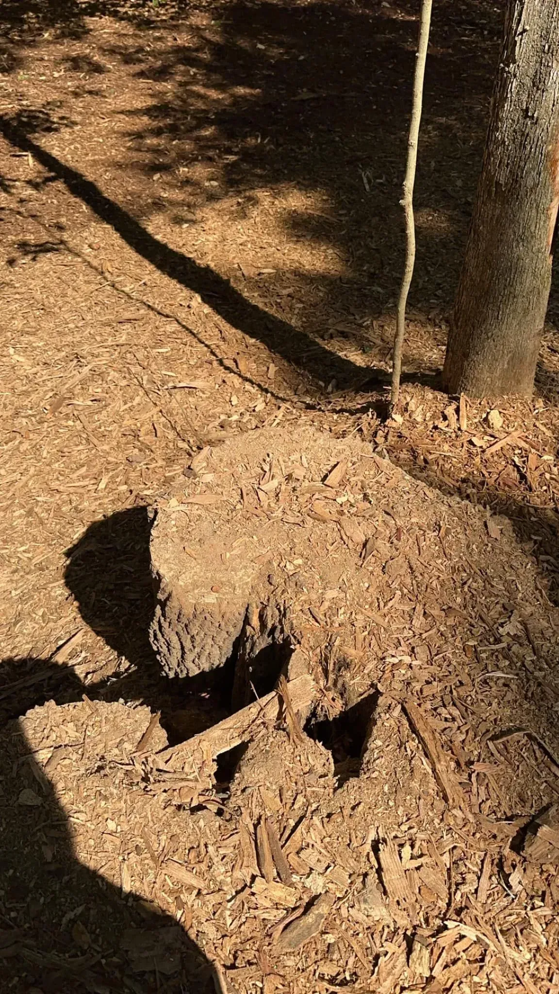 A large tree stump covered in wood chips sits on a forest floor, casting a long shadow under bright sunlight.