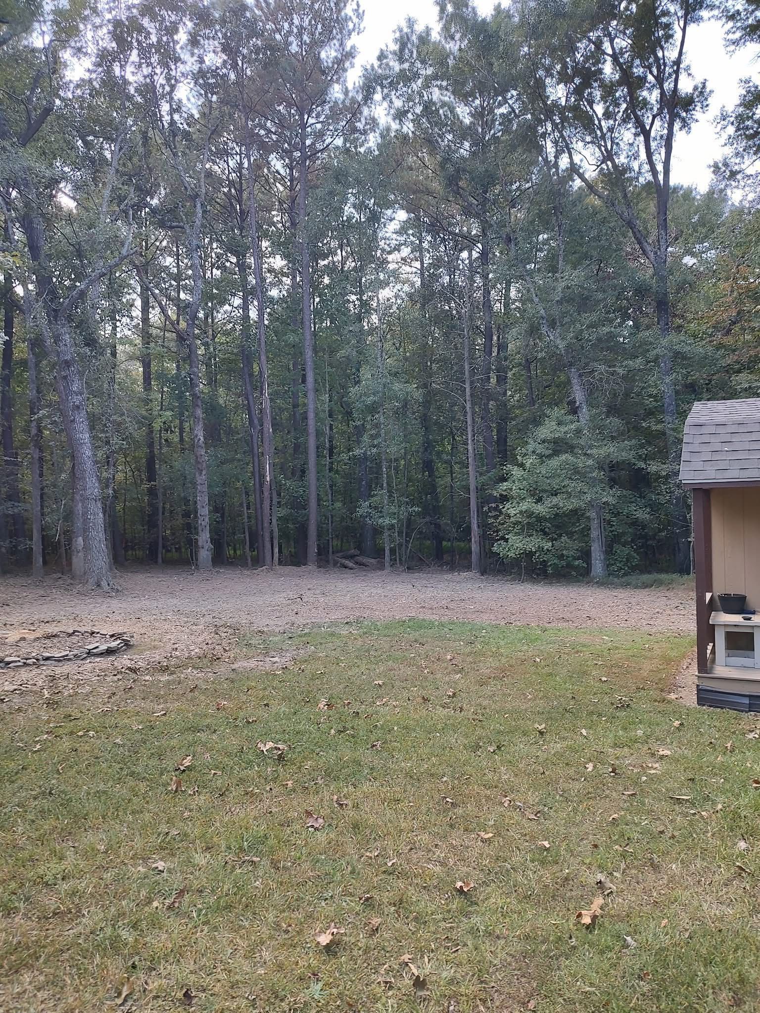 A lawn covered in fallen leaves leading to a dense line of trees, with the corner of a shed visible on the right.