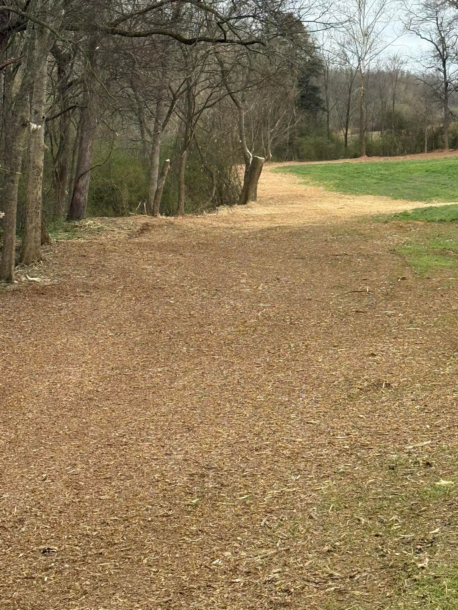 A grassy path covered in dry, brown fallen leaves leading toward a line of trees and a green field under an overcast sky.