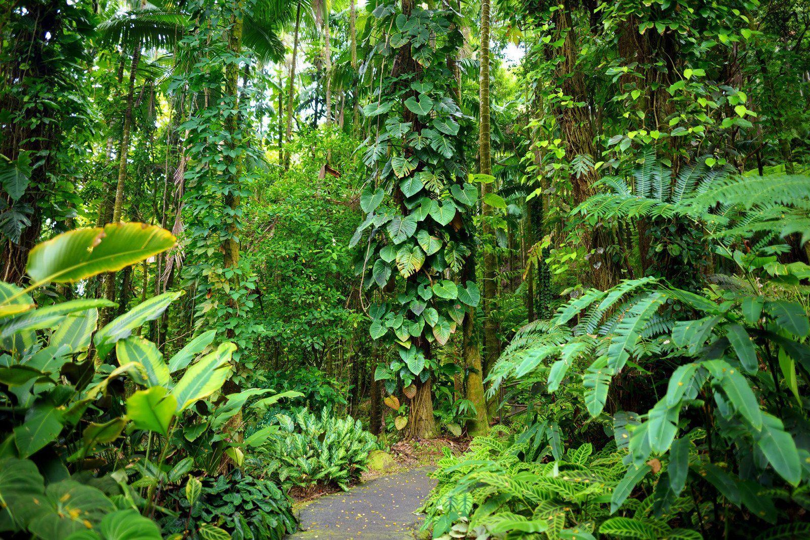 A lush tropical rainforest with a stone path winding through dense green foliage and vines climbing up a tree trunk.