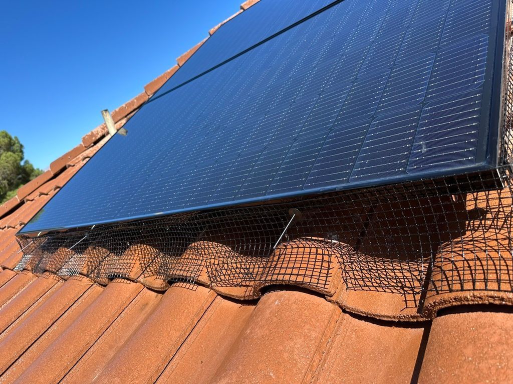 bird guards in las vegas 