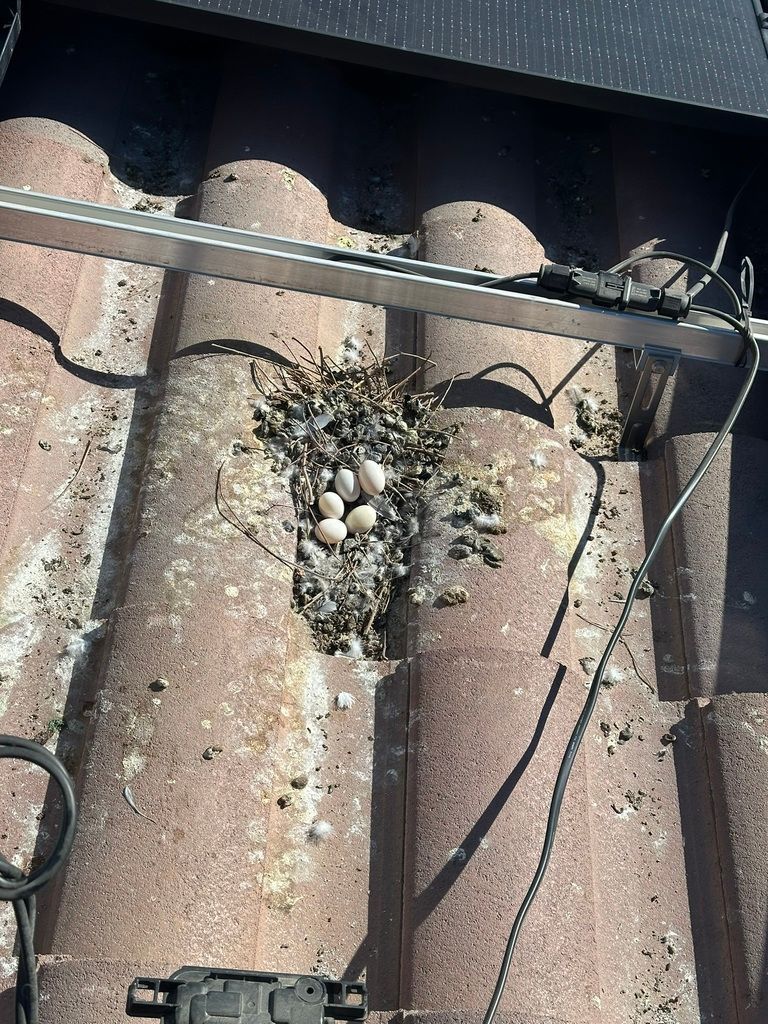 get rid of pigeons on solar and roof in las vegas
