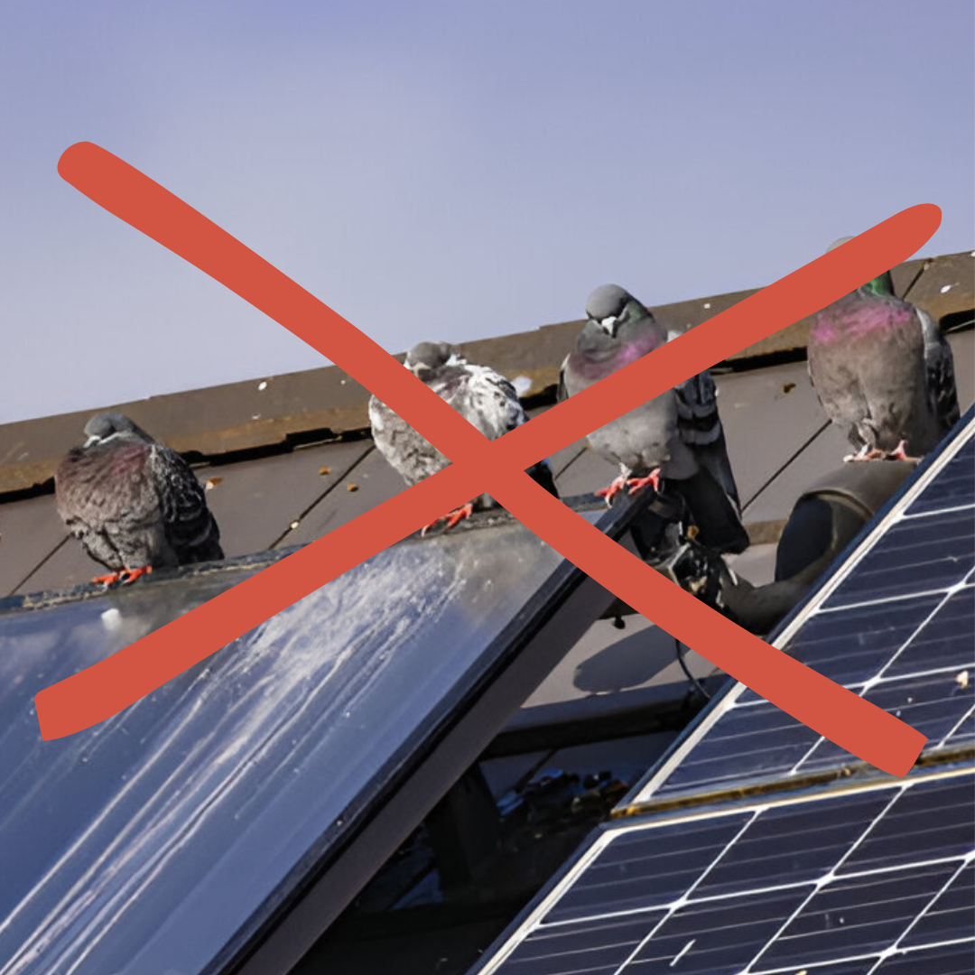 get rid of pigeons on solar and roof in las vegas
