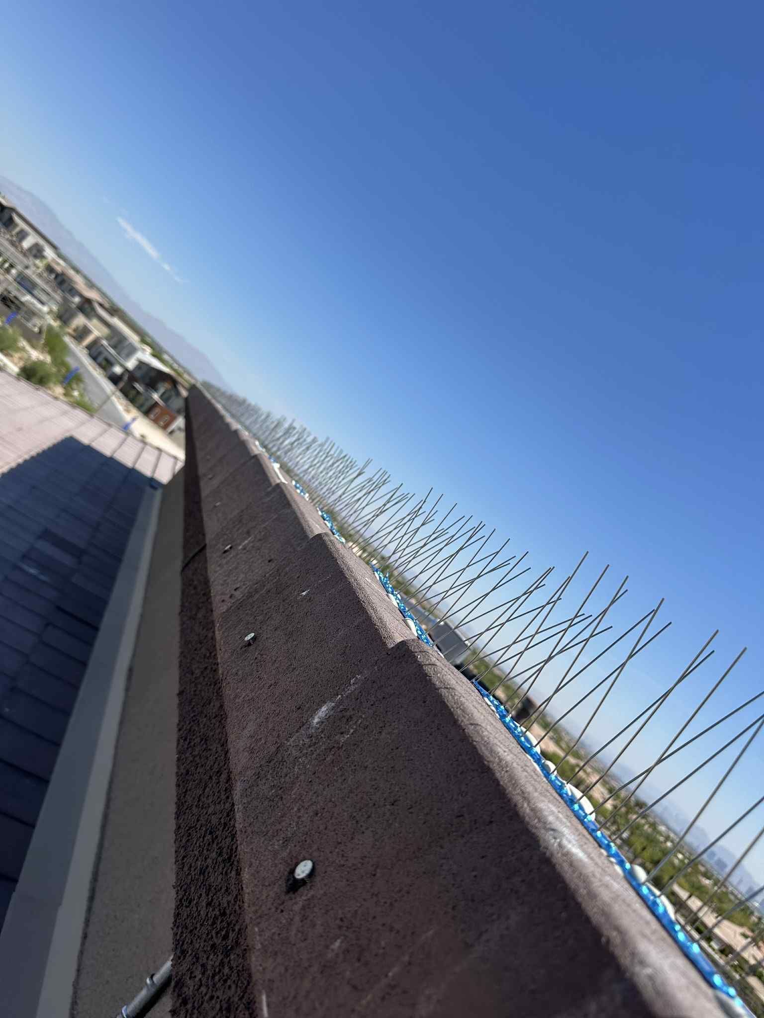 pigeon spikes on roof