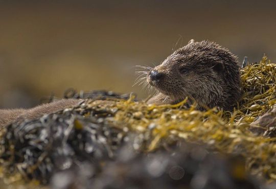 Wildlife photography workshops