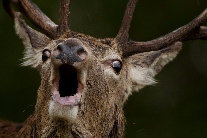 Wildlife photography tours and conservation