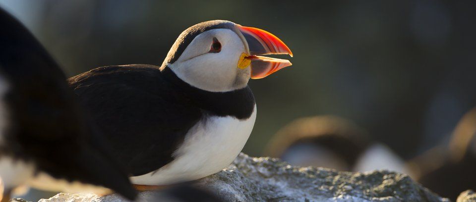 Puffin Photography Tour