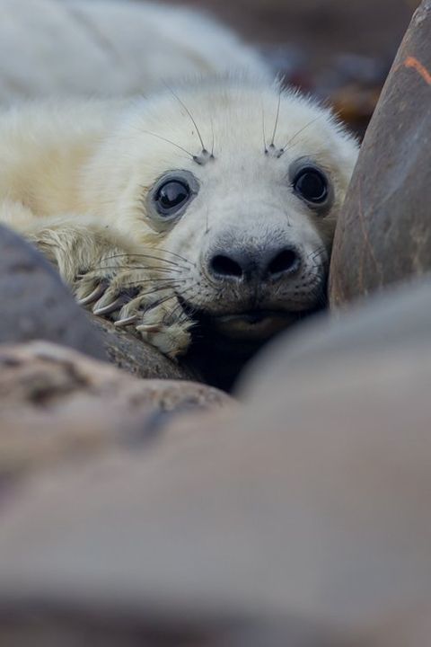 grey seal pup photography  wildlife photography workshop