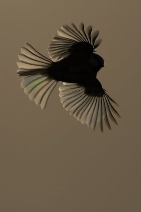 bird photography wildlife photography workshop