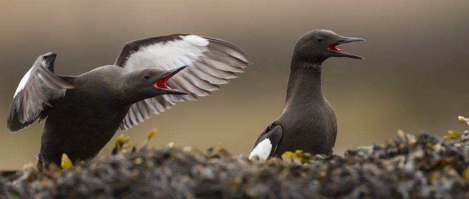 sea bird flight masterclass wildlife photography workshopp