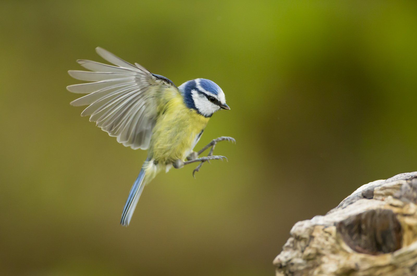 One day beginner wildlife photography course
