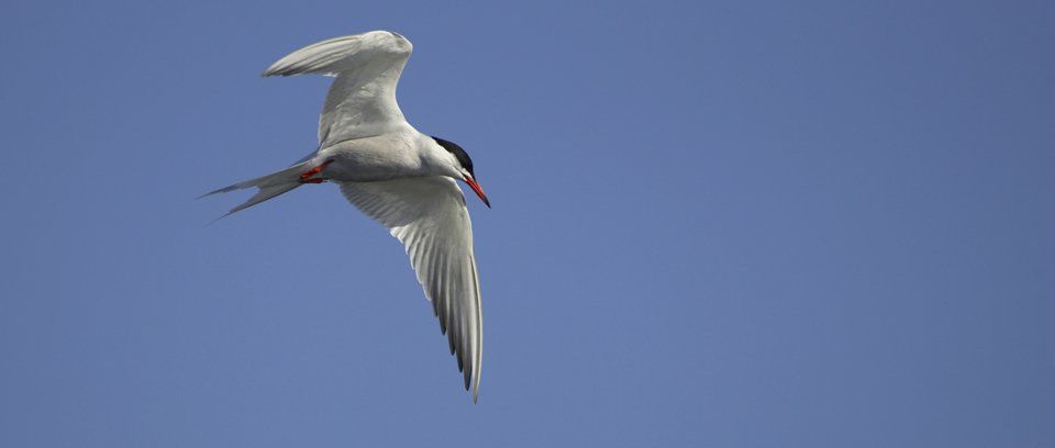 sea bird flight masterclass wildlife photography workshop