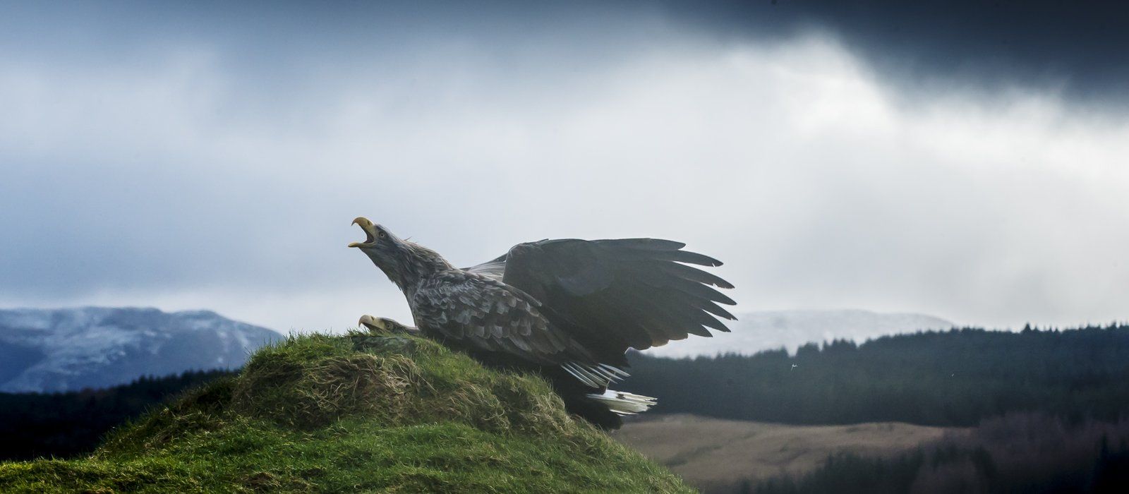 Heron wildlife photography workshop