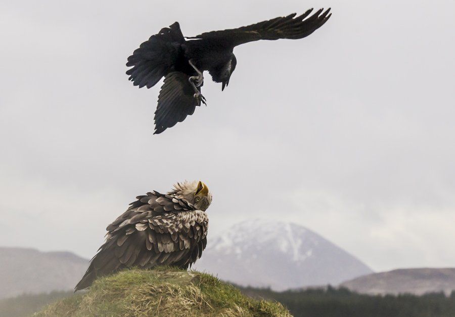 Scotland: The Big Picture wildlife photographer
