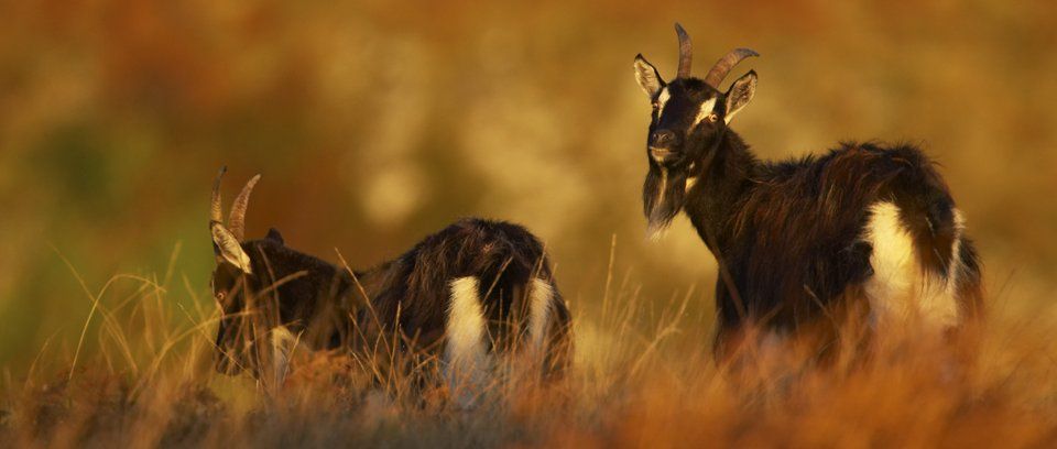 wild goat wildlife photography workshops