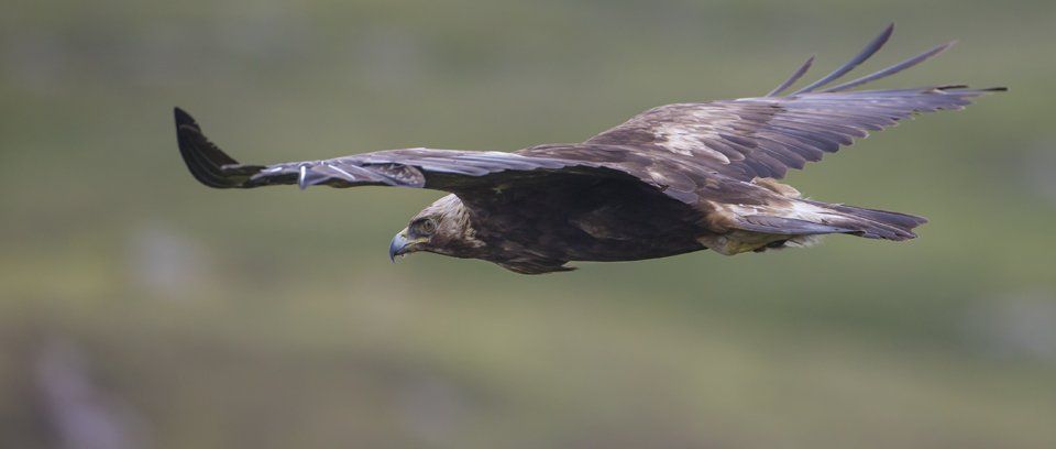 Golden Eagle and Isle of Mull Photography Workshop