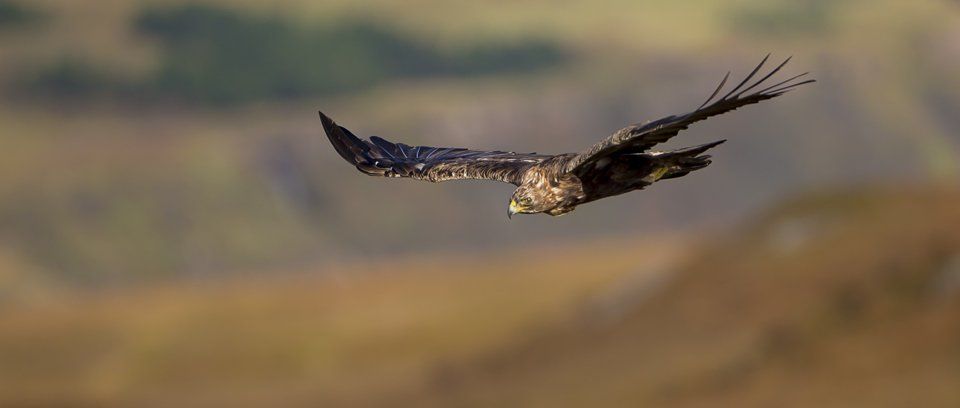 Golden Eagle and Isle of Mull Photography Workshop