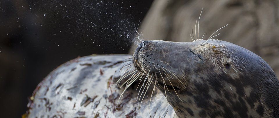 grey seal pup wildlife photography workshop