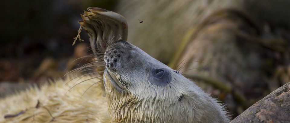 grey seal pup wildlife photography workshop