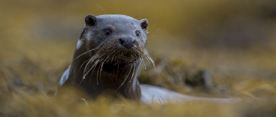 Otter Photography Workshop