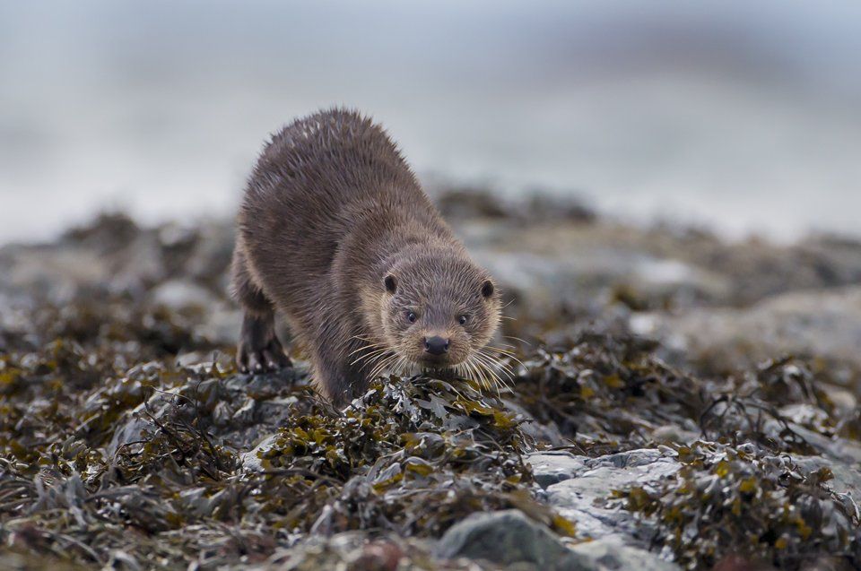 Otter photography and habitat restoration