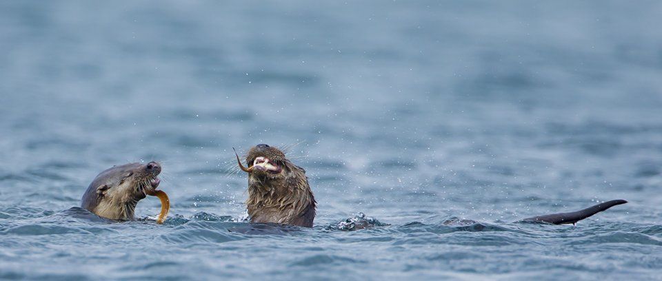 Otter photography weekend tour
