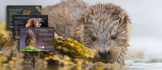 wildlife photography gift voucher