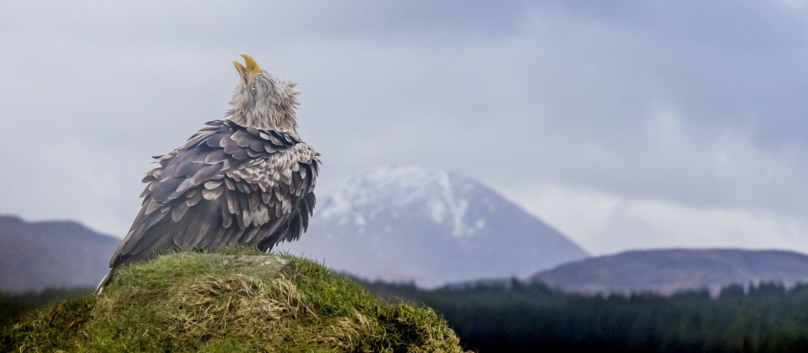 white tailed eagle photography trip