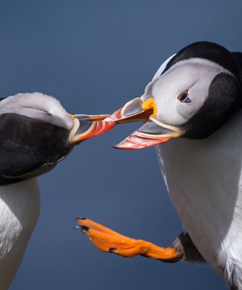 Puffin photography tour