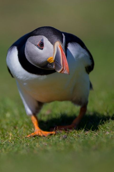 Puffin photography  wildlife photography workshop