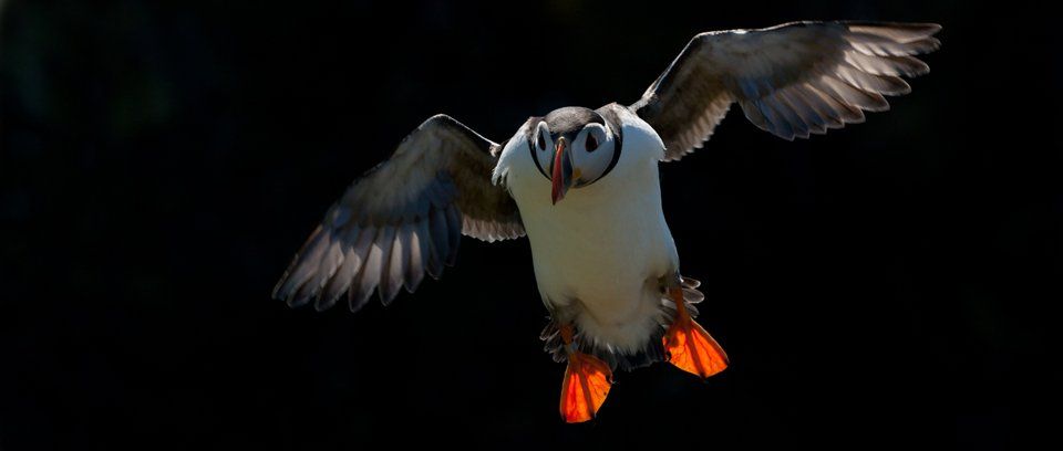 Puffin photography tour