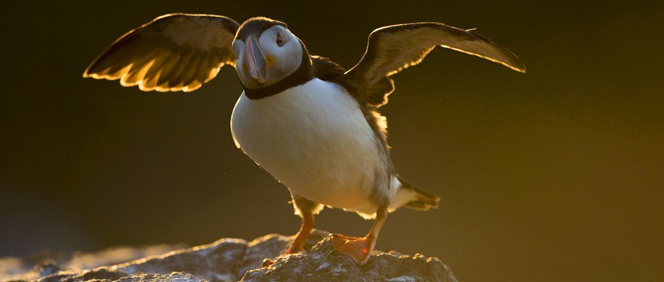 Puffin Photography Tour