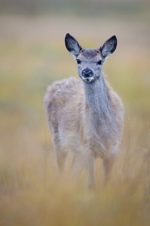 Red Deer photography tour