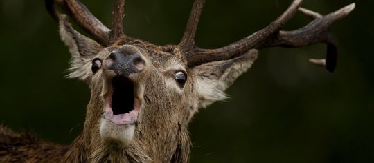 wildlife photography tours